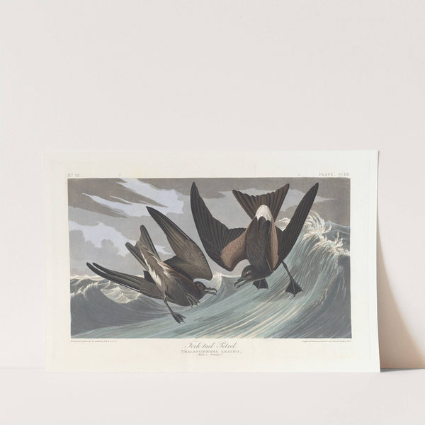 Fork-tail petrel by John James Audubon