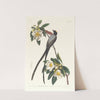 Fork-tailed flycatcher by John James Audubon