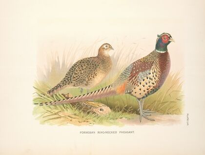 Formosa Ring-necked Pheasant (Phasianus colchicus formasanus). (1918-1922)