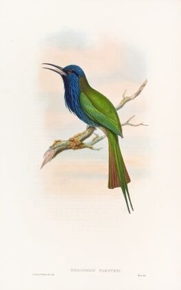 Forsten’s Bee-eater