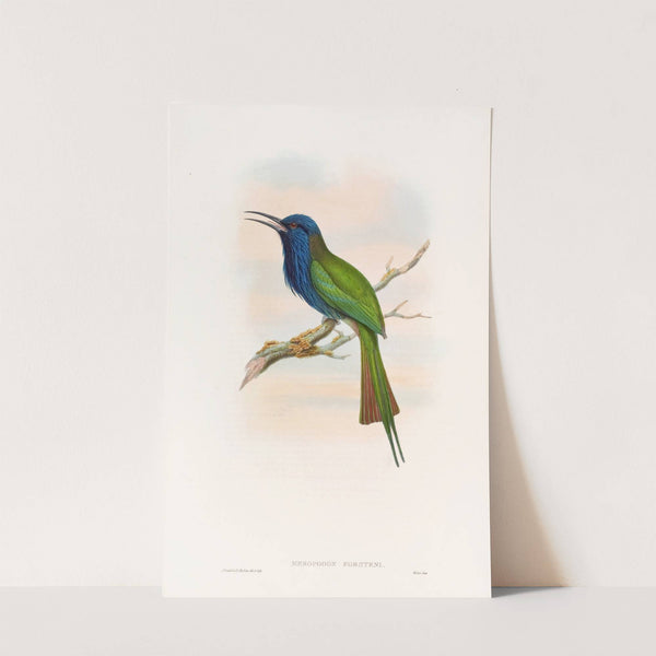 Forsten's Bee-eater by John Gould