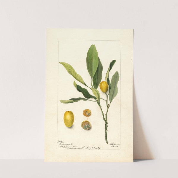 Fortunella by Deborah Griscom Passmore