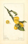 Fortunella: Nagami