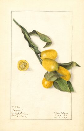 Fortunella: Nagami