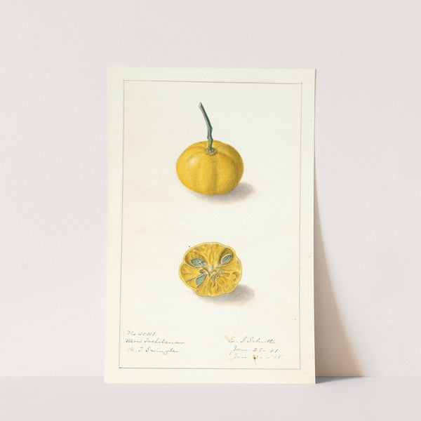 Fortunella: Ukow Tachibana by Ellen Isham Schutt