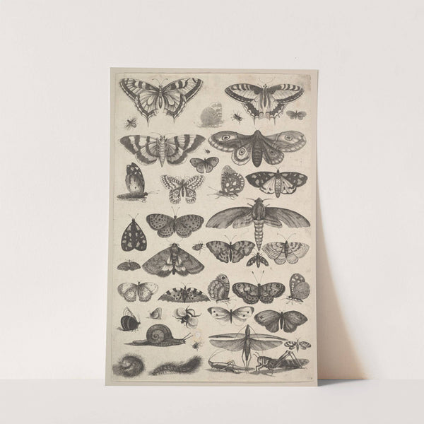 Forty-one Insects, including moths and butterflies (1625–77) by Wenceslaus Hollar