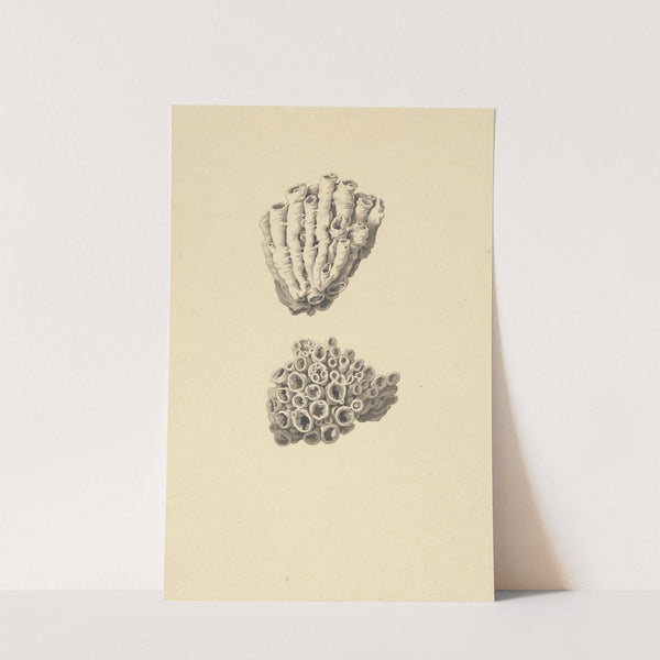 Fossiel (koraal): met detail-aanzichten by David Humbert de Superville