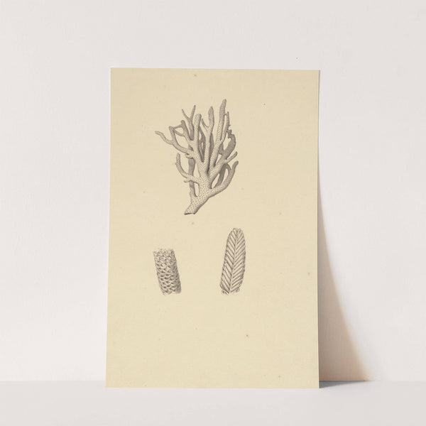 Fossiel (koraal): met detail-aanzichten. by David Humbert de Superville