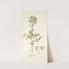 Fothergilla gardeni (1781-1793) by Nikolaus Joseph Freiherr von Jacquin