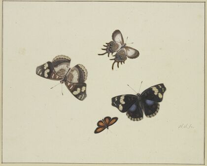Four butterflies