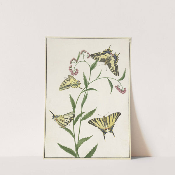 Four Butterflies on Flowers by Paulus Knogh