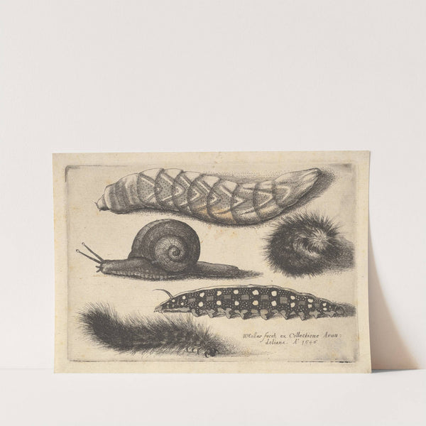 Four Caterpillars and a Snail (1646) by Wenceslaus Hollar