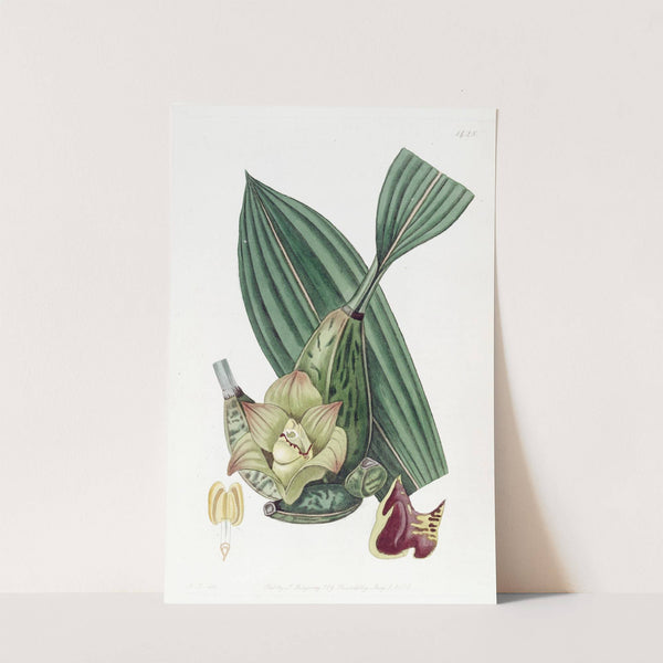 Four-cornered Maxillaria by Sydenham Edwards