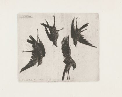 Four dead crows hanging from a wall (1856-1897)