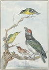 Four Different Birds on a Branch