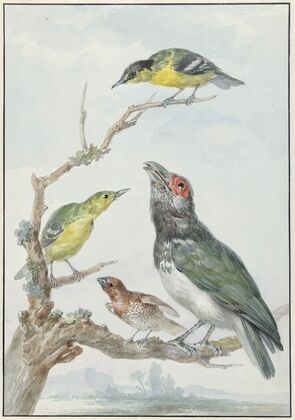 Four Different Birds on a Branch