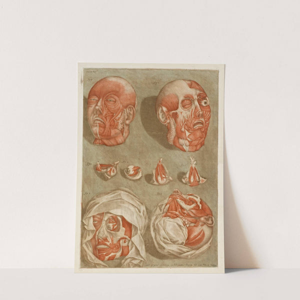 Four Dissected Heads with Details of Eyes by Arnauld Gautier d'''Agoty