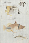 Four Fish