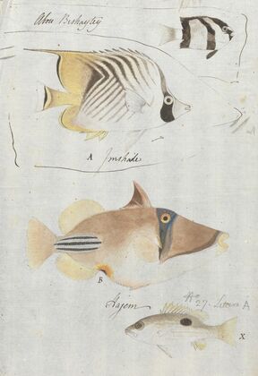 Four Fish