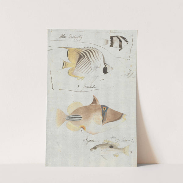 Four Fish by Luigi Balugani