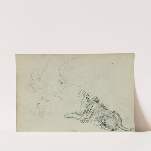 Four lion studies by Théodore Géricault