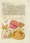 Four-o’Clock, Brown Hairstreak, Herb Robert, and Chanterelle (1561–1596)