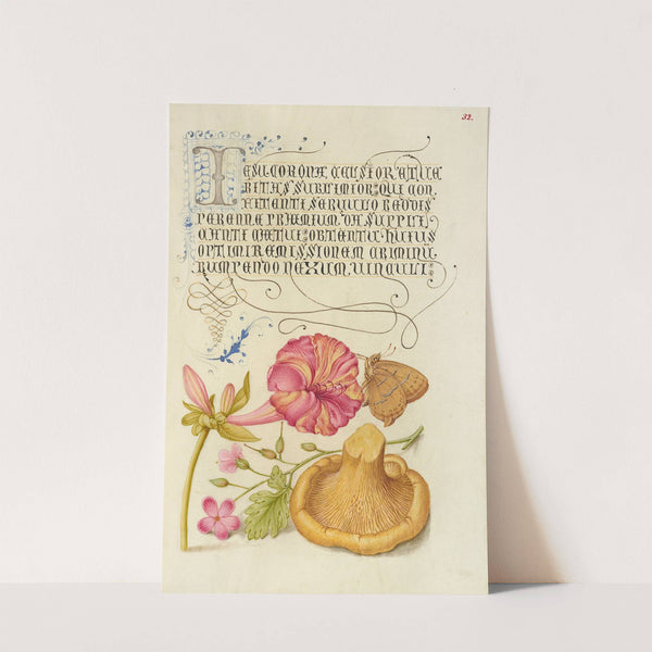 Four-o’Clock, Brown Hairstreak, Herb Robert, and Chanterelle (1561–1596) by Joris Hoefnagel