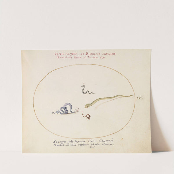 Four Small Snakes (1575-1590) by Joris Hoefnagel