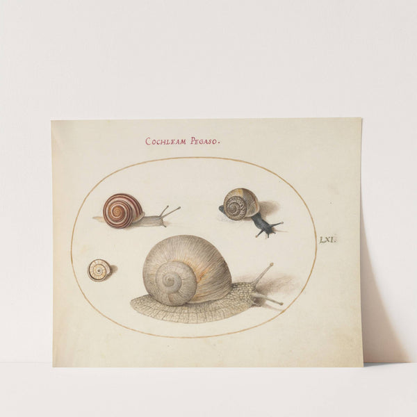 Four Snails (1575-1590) by Joris Hoefnagel