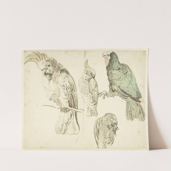 Four Studies of Cockatoos (c. 1650 - c. 1719) by Jan Weenix