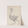 Fowl, Lateral View, with Skin and Underlying Fascial Layers Removed (1795 to 1806) by George Stubbs