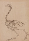 Fowl Skeleton, Lateral View