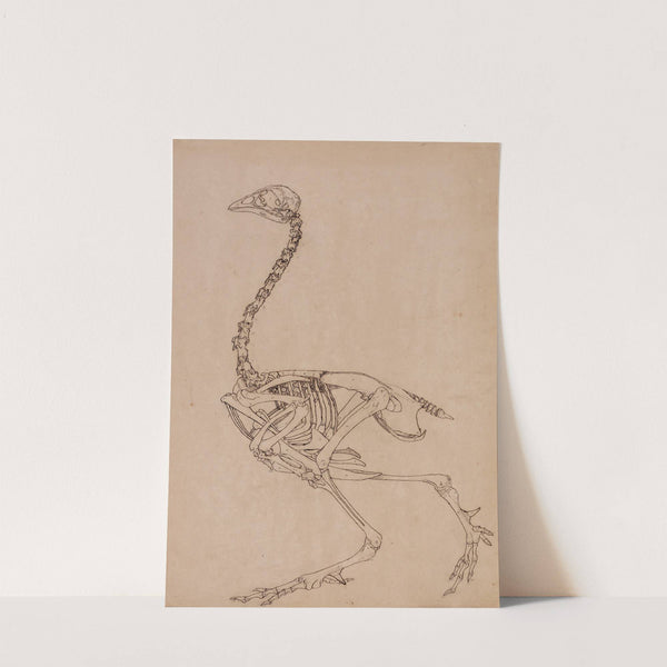 Fowl Skeleton, Lateral View (1795 to 1806) by George Stubbs
