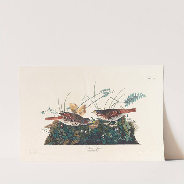 Fox-coloured sparrow by John James Audubon