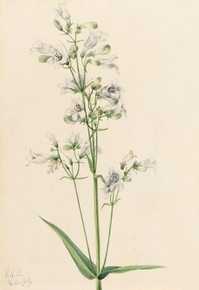 Foxglove Pentstemon (Pentstemon digitalis) (1919)