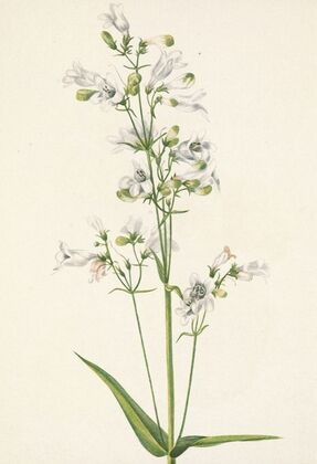 Rocky Mountain Twayblade. Ophrys nephrophylla