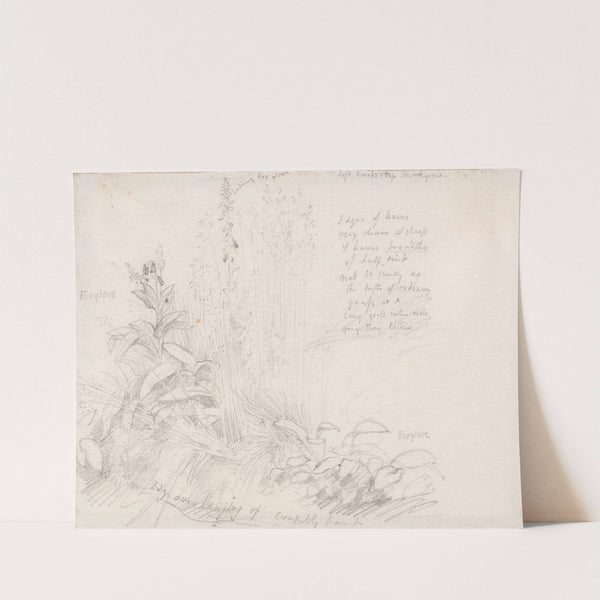 Foxgloves by Samuel Palmer