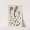 Foxtail Trichinium by Sydenham Edwards