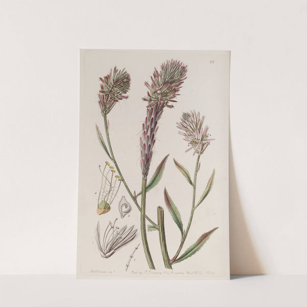 Foxtail Trichinium by Sydenham Edwards
