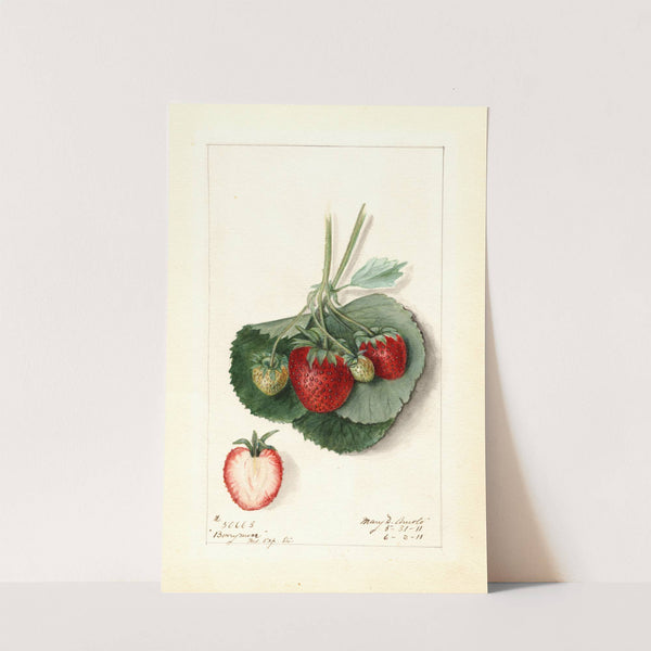 Fragaria: Barrymore by Mary Daisy Arnold