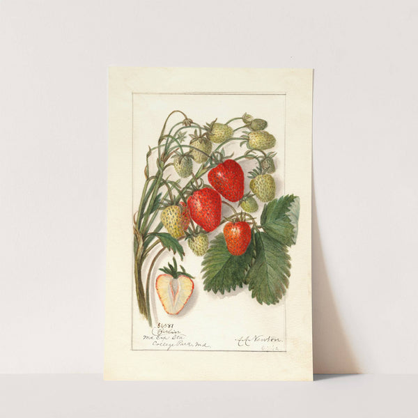 Fragaria: Berlin by Amanda Almira Newton