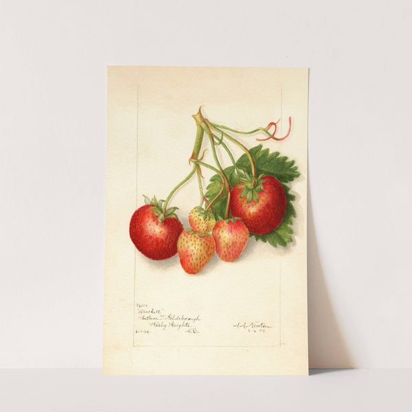 Fragaria: Brackett by Amanda Almira Newton