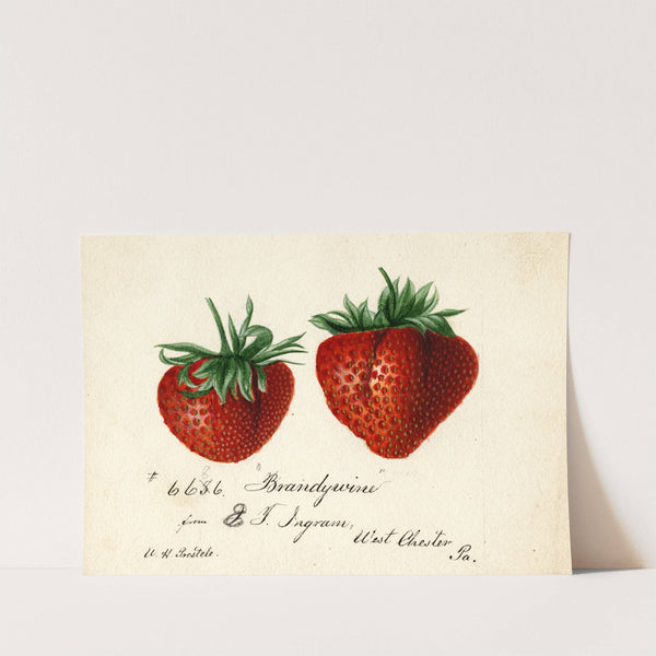 Fragaria: Brandywine by Deborah Griscom Passmore