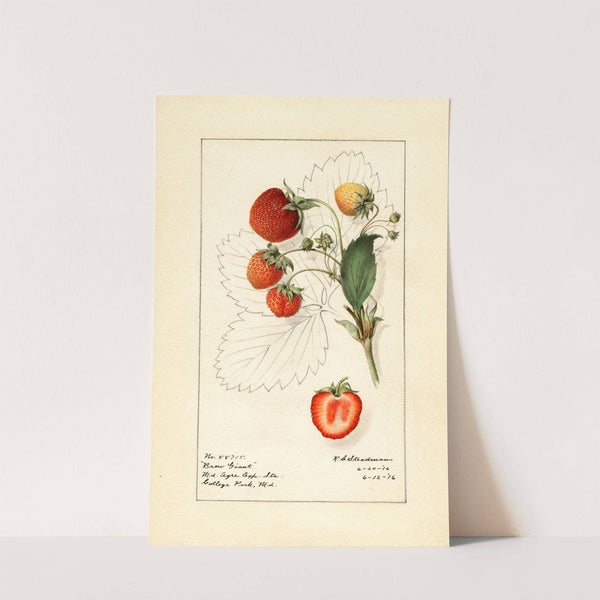 Fragaria: Brow Giant by Royal Charles Steadman