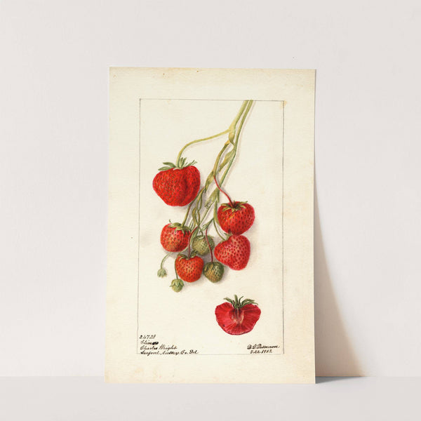 Fragaria: Climan by Deborah Griscom Passmore