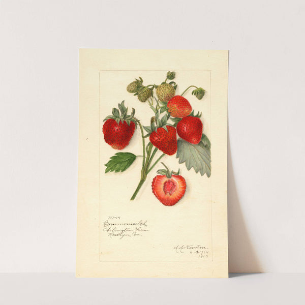 Fragaria: Commonwealth by Amanda Almira Newton