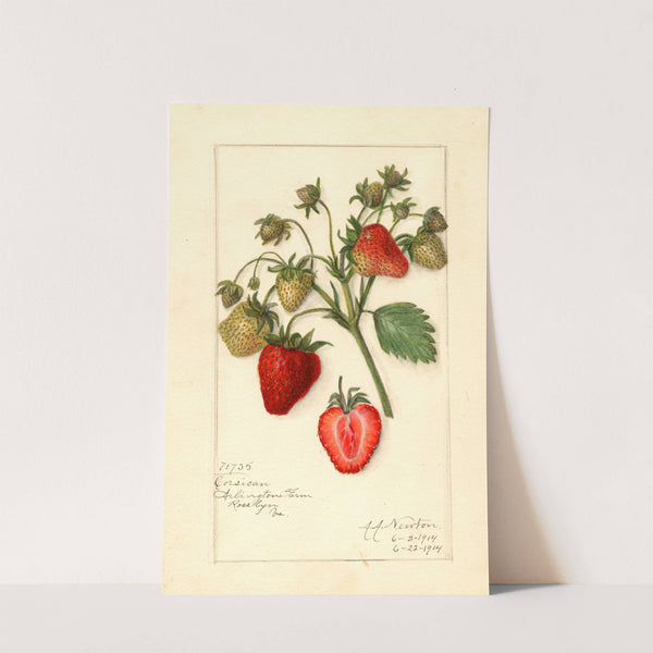 Fragaria: Corsican by Amanda Almira Newton