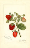 Fragaria: Deacon