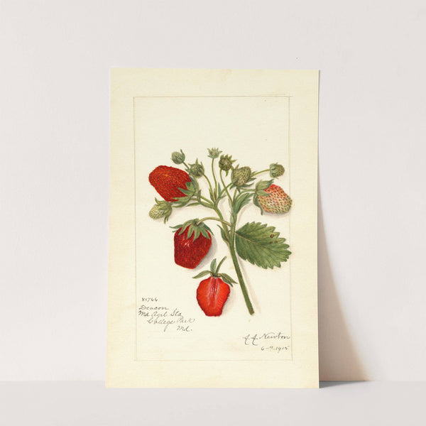 Fragaria: Deacon by Amanda Almira Newton