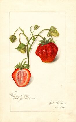 Fragaria: Dew
